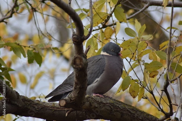 Fototapeta Nice dove perched on a tree branch