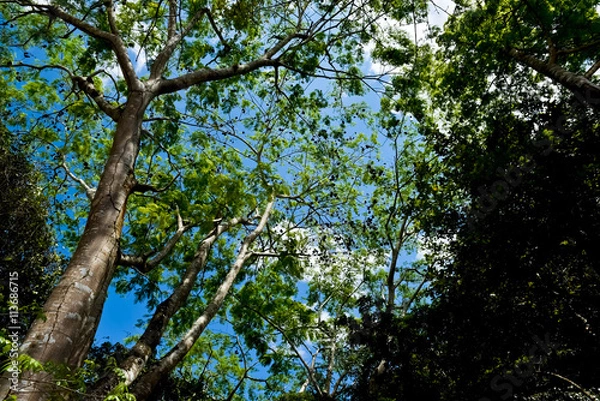 Fototapeta Mexican jungle ( horizontal )