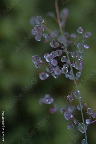 Fototapeta Dew drops on small pink buds.
