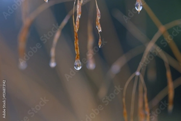 Obraz Dew drops hang on spikelets on a blurred background.