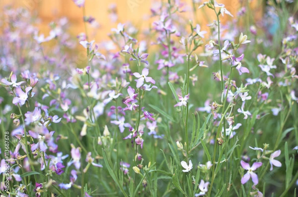Obraz Night flowers violet spring gentle background