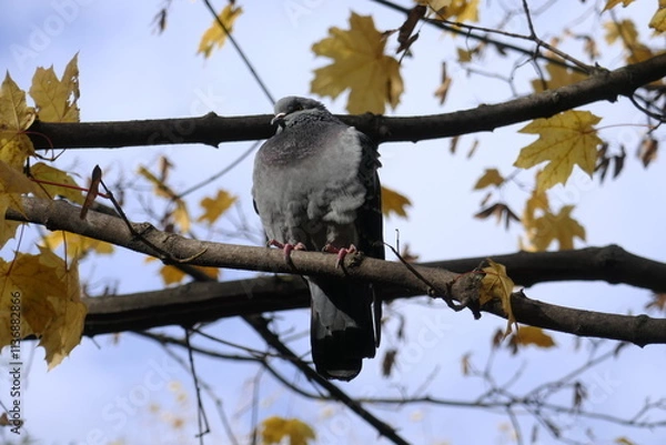 Obraz dove on the branch