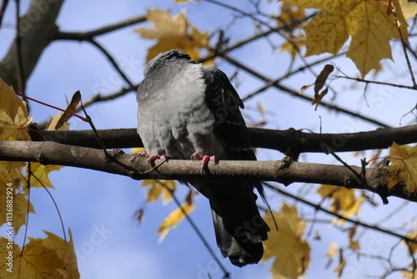 Obraz dove on the branch