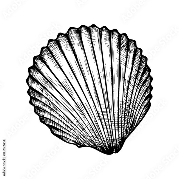 Fototapeta seashell on white background