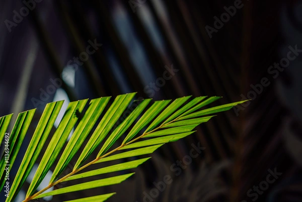 Fototapeta palm leaves with neat and nice stems on a black background