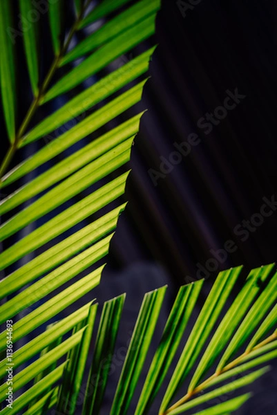 Fototapeta palm leaves with neat and nice stems on a black background