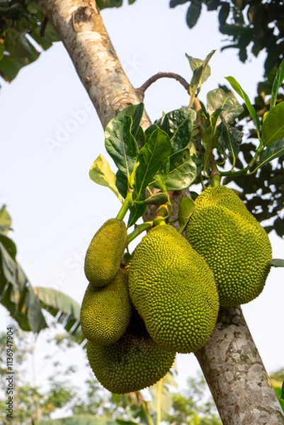 Fototapeta jackfruit on tree