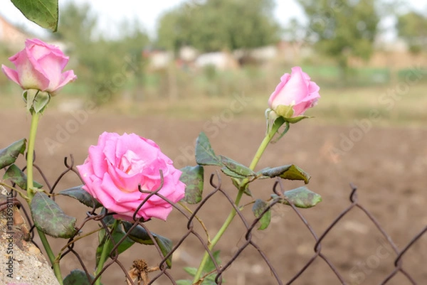 Obraz Pink rose next to a wire fence.