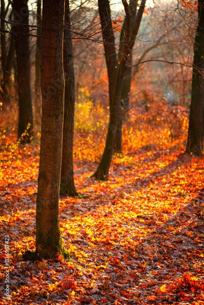 Fototapeta Golden sunrise in the autumn forest,leaves on the ground,landscape with trees, golden and orange colors, sunlights through the trees.Branches without leaves,golden forest, autumn season . 