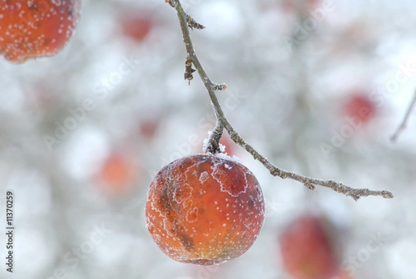 Obraz Äpfel im Winter