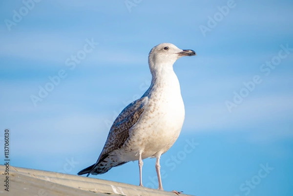 Fototapeta A Seagull Gracefully Perched Against a Clear Blue Sky Filled with Soft, White Clouds