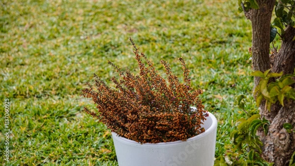 Fototapeta A Dried Plant is Placed in a White Pot, Resting on a Bed of Green Grass Surrounding It