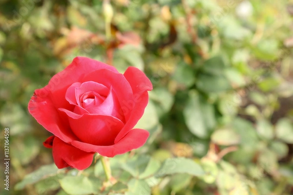 Obraz Red rose in the garden