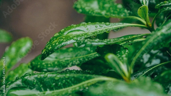 Fototapeta Dewy Green Leaves After a Refreshing Rain Shower in Natures Beautiful Landscape