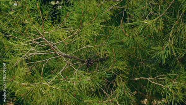 Fototapeta Lush Green Pine Tree Branches in a Beautiful Natural Setting Surrounded by Nature and Life