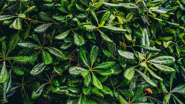 Fototapeta A Beautiful Display of Lush Green Leaves Adorned with Sparkling Water Drops Nature CloseUp