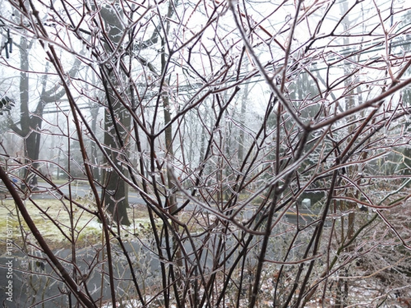 Fototapeta garden bushes coated in ice after the freezing rain in January