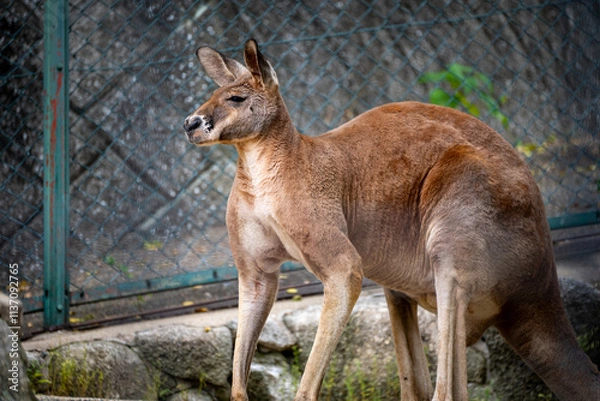 Obraz 戦闘態勢のカンガルー