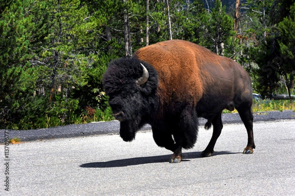 Fototapeta Amble down the Highway