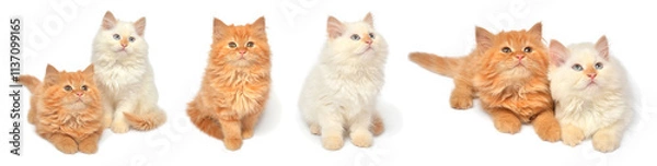 Fototapeta Collection beautiful playful kittens posing isolated on white background. Persian cat, creative pets