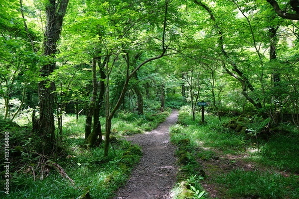 Fototapeta refreshing spring forest and fine path 