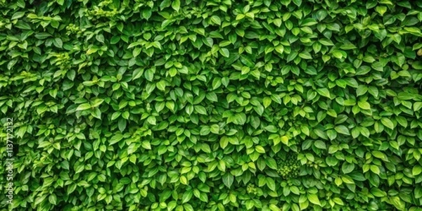 Fototapeta Natural wall made of green leaves, nature, greenery, textured, background, foliage, environment, wallpaper, lush, botanical
