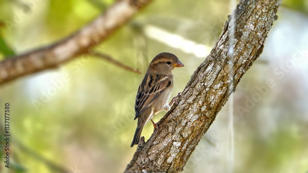 Obraz House sparrow perched in Texas oak tree with autumn orange leaves background
