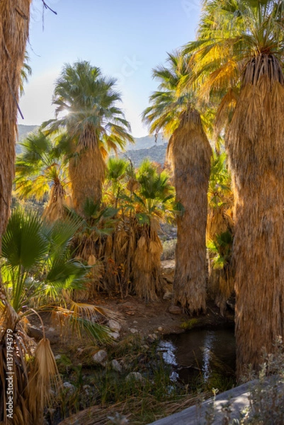 Obraz Oasis full of palm trees and a small stream of water 