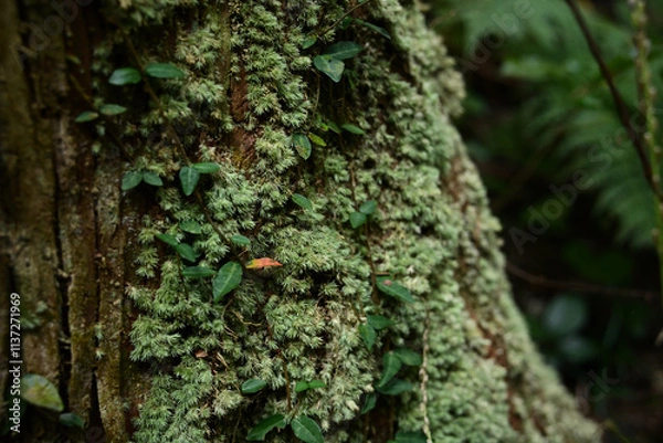 Fototapeta 木の幹に生えた苔