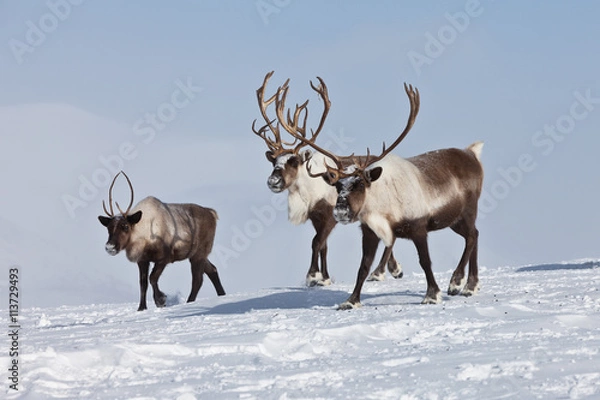 Obraz Group of caribou