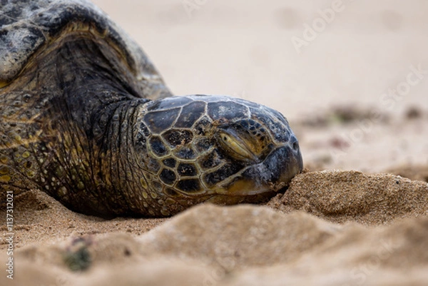 Obraz Closeup of Hawaiian Green Sea Turtle sleeping on the beach