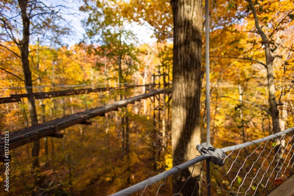 Obraz Canopy walk at the Holden Arboretum during fall with beautiful yellow-golden leaves. 