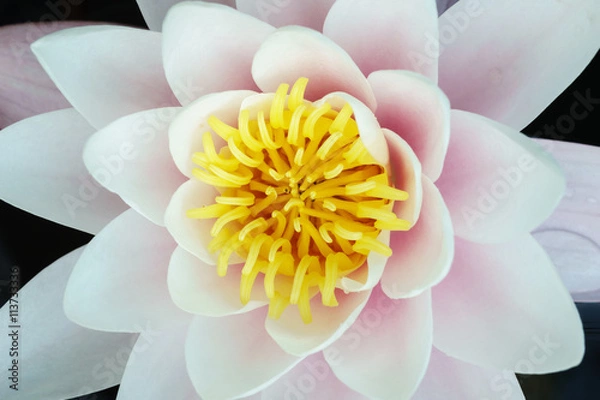 Fototapeta waterlily