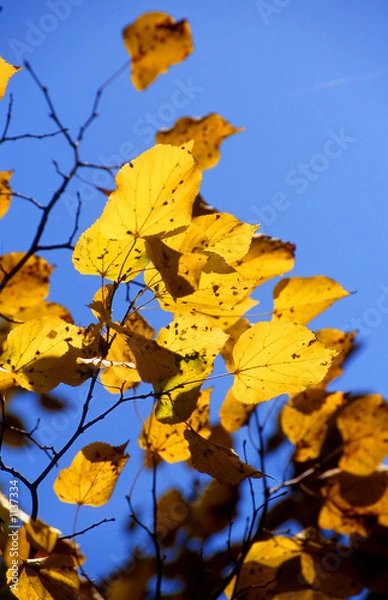 Obraz herbstblätter12