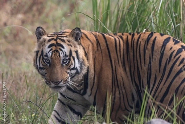 Obraz tiger in the grass