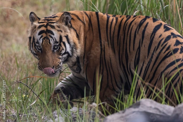 Fototapeta tiger in the grass