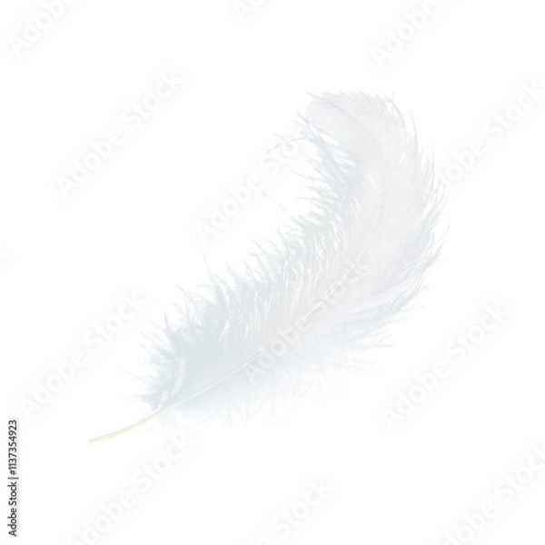 Fototapeta white swan feather isolated on transparent background