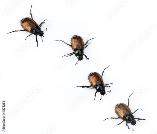 Obraz beetles against white background