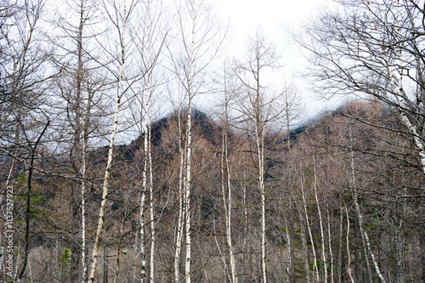 Fototapeta ５月の山