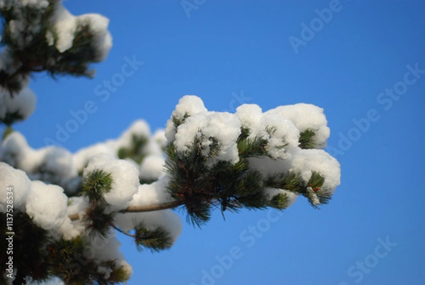 Obraz 바란 하늘과 소나무 위에 흰 눈