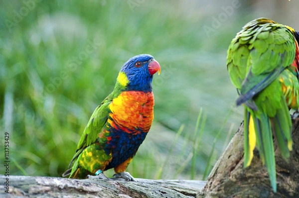 Obraz beautiful Rainbow Lorikeet