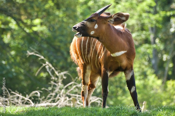 Obraz Antilope bongo in nature
