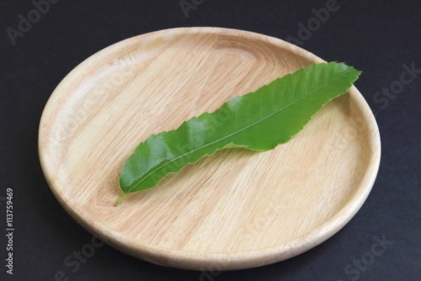 Obraz くぬぎの葉の下敷き