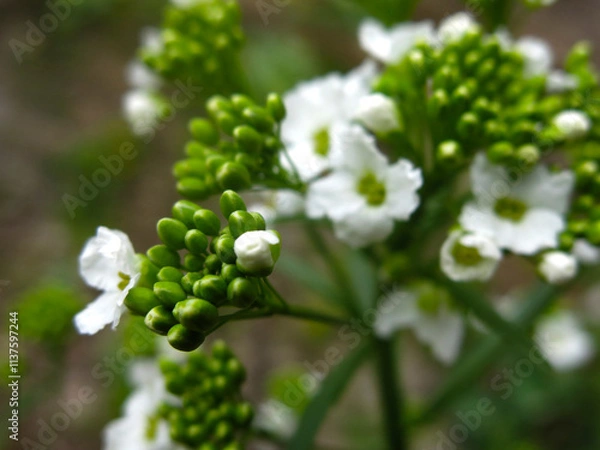 Fototapeta horseradish (Armoracia rusticana) blooms in spring