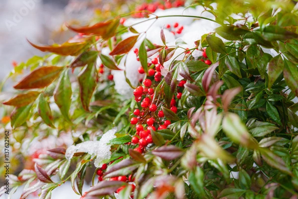 Obraz 綿帽子をかぶった南天の赤い実