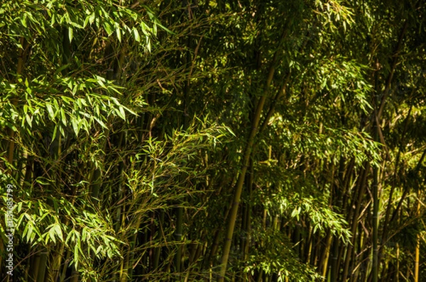Obraz  bamboo forest or bamboo grove with bushes