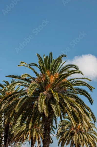 Obraz palm trees, blue sky background