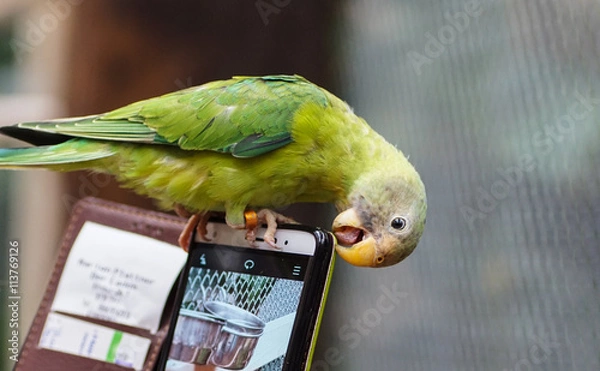 Obraz Papagei am Smartphone