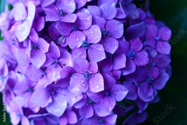 Fototapeta 雨と紫陽花４