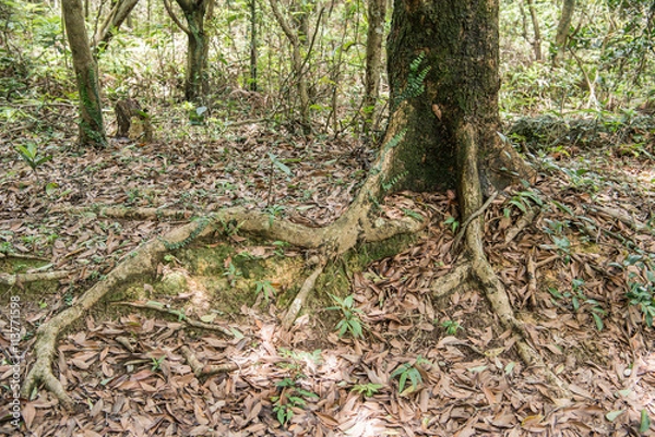 Fototapeta Tree in rainforest with buttress roots